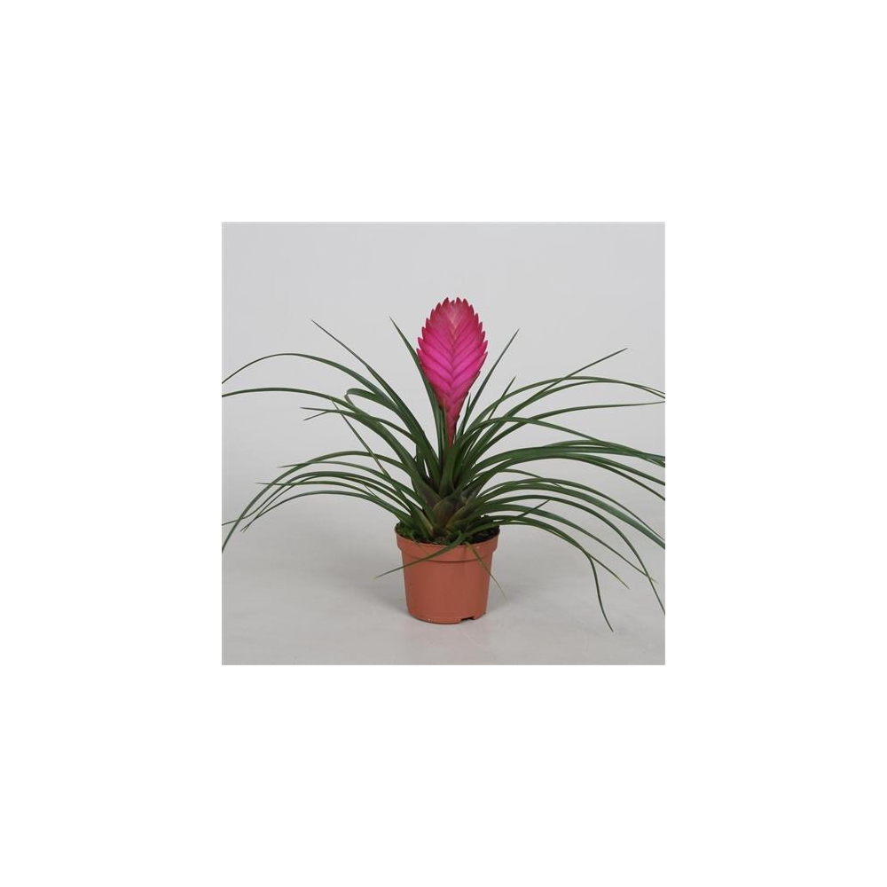 Fille de l'Air (Tillandsia ionantha) - PictureThis