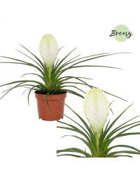 Tillandsia Fille De LAir Anita Blanc