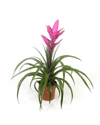 Tillandsia Fille De LAir Antonio Rose