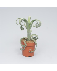 Tillandsia Fille De LAir Curly Slim