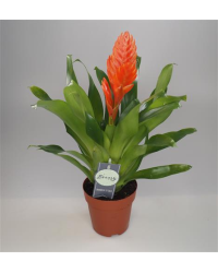 Vriesea Oberon Orange