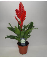 Vriesea Stream Rouge