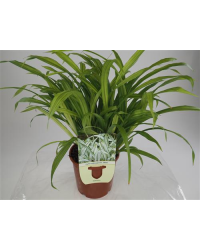 Carex Laîche Siderostica Shiro