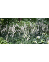 Actée Cimifuga White Pearl