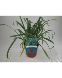 Carex Laîche Laxiculmis Hobb