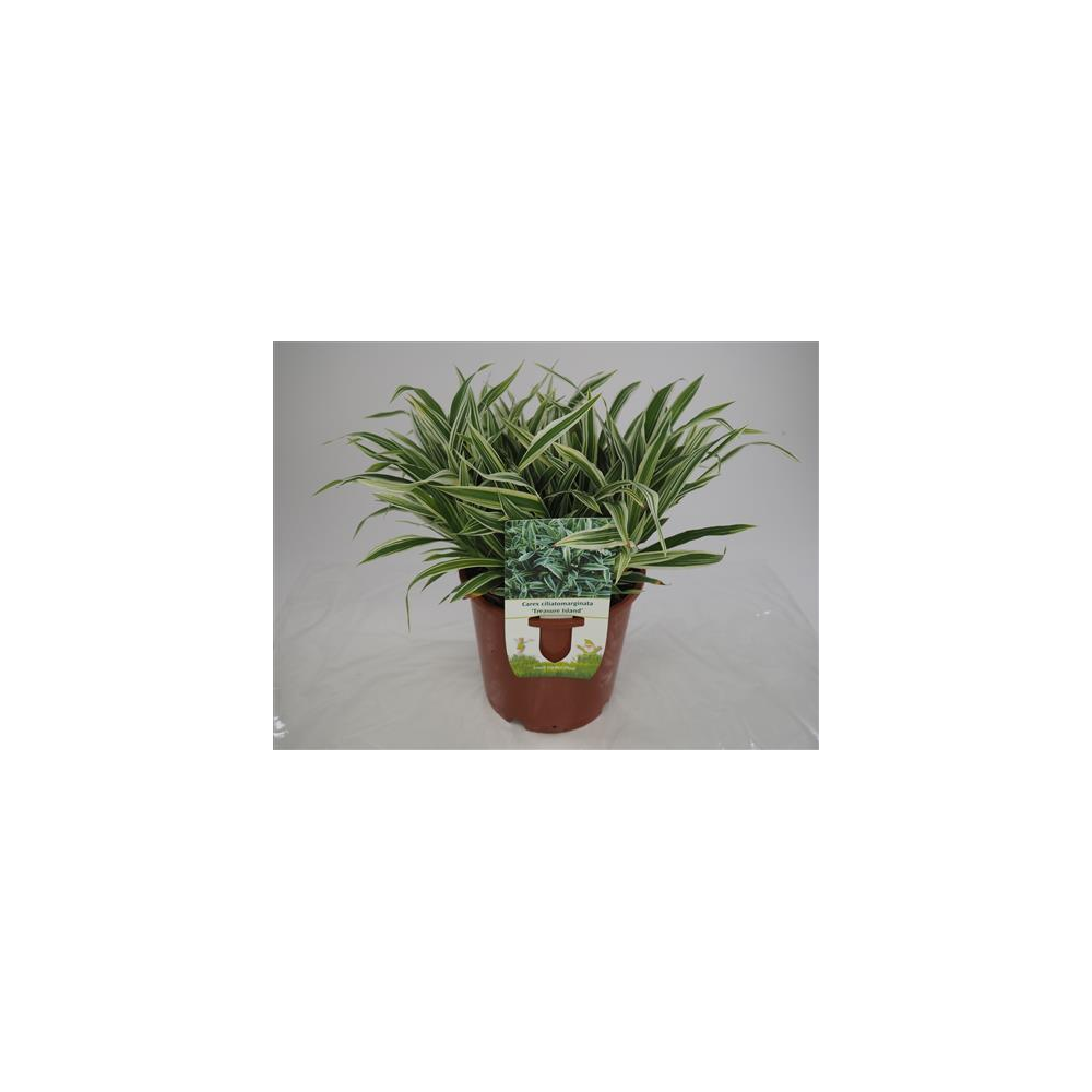 Carex Laîche Ciliatomagrinata