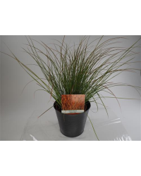 Carex Laîche Prairie Fire