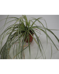 Carex Laîche Evergold