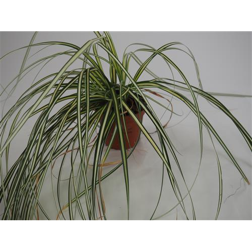 Carex Laîche Evergold