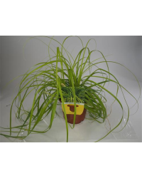 Carex Laîche Everillo