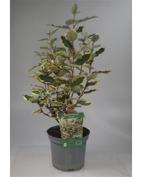 Eleagnus Ebbingei Chalef Argenté Blanc