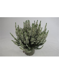 Bruyère D'Été Calluna Blanc Pot de 11cm