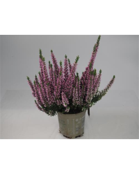 Bruyère DÉté Calluna Rose Pot de 12cm