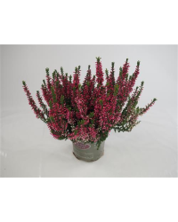 Bruyère DÉté Calluna Rouge Pot de 10,5cm