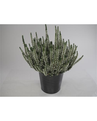 Bruyère DÉté Erica Calluna Blanc Pot de 10,5cm