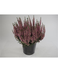 Bruyère DÉté Erica Calluna Rose Pot de 11cm