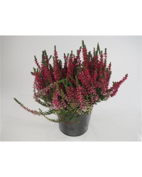 Bruyère DÉté Erica Calluna Rouge Pot de 11cm