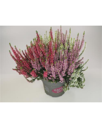 Bruyère DÉté Calluna Tricolore Pot de 12cm