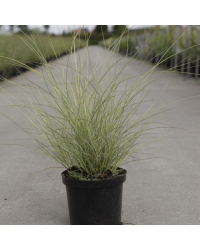 Miscanthus Sinensis Morning Light