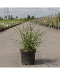 Miscanthus Sinensis Rouge Chief