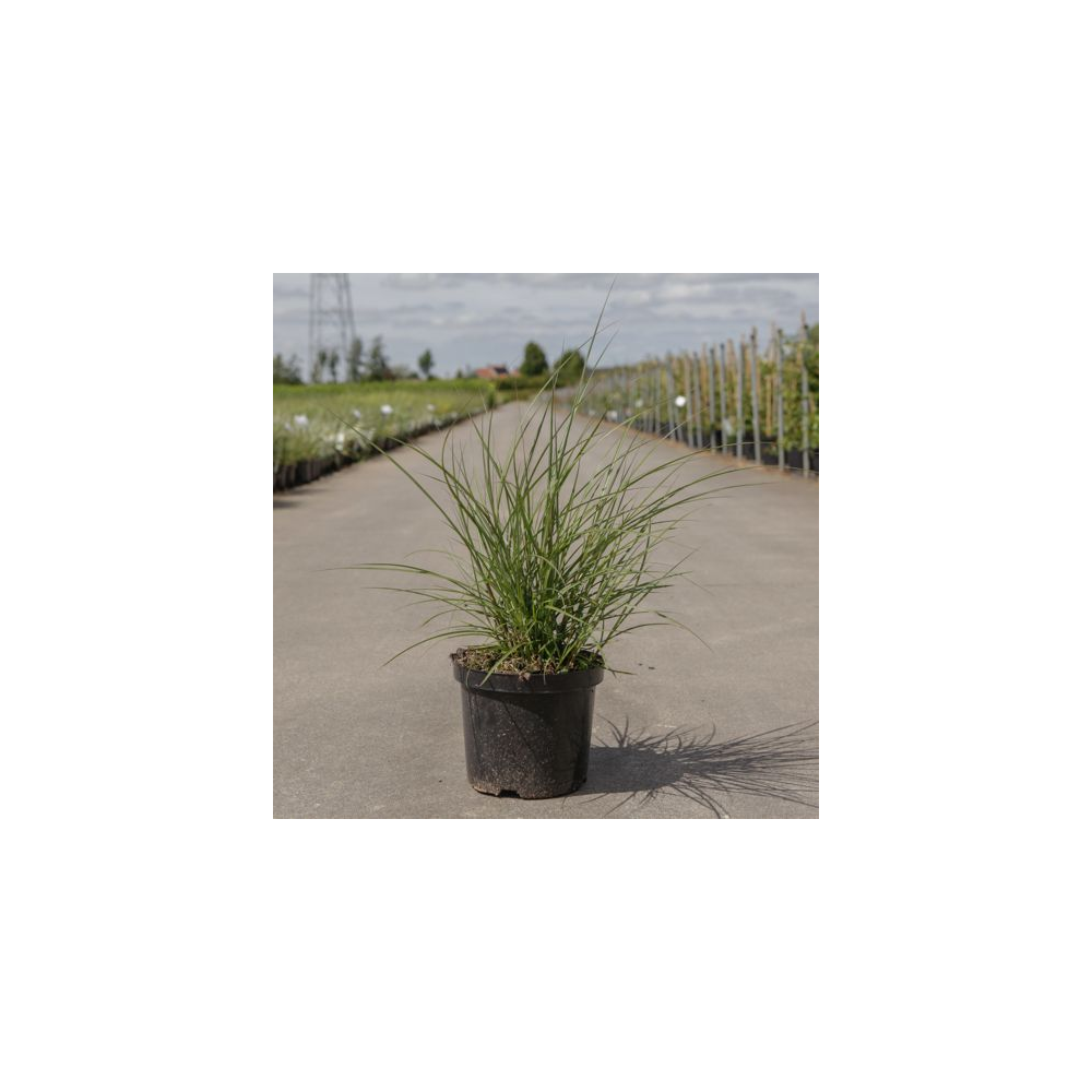 Miscanthus Sinensis Rouge Chief