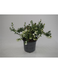 Gaultherie Pernettya Blanc