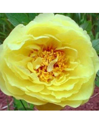 Pivoine Paeonia Itoh Yellow Crown