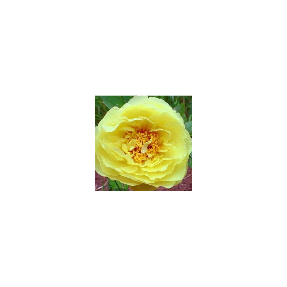 Pivoine Paeonia Itoh Yellow Crown