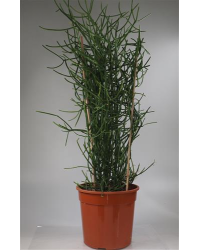 Euphorbe Tirica