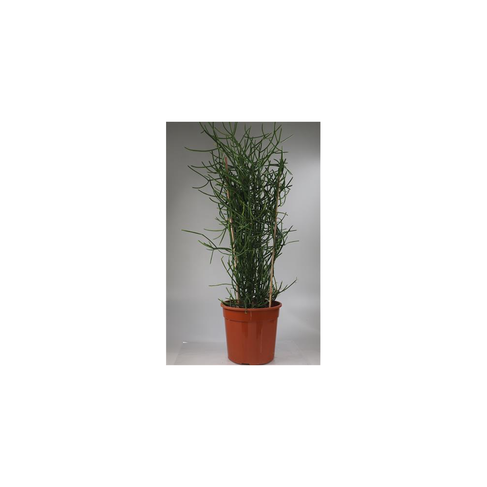 Euphorbe Tirica