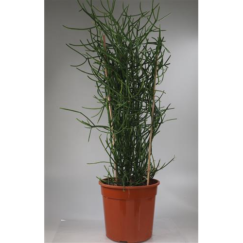 Euphorbe Tirica