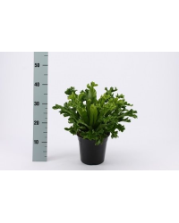 Asplenium Fougère Nid DOiseau Leslie Campio en pot de 17cm