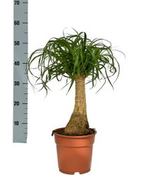 Beaucarnea Pied DÉléphant Stam 30-40cm