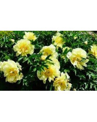 Pivoine Paeonia Itoh Yellow Crown