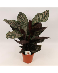 Calathea Ornata Sanderiana P19