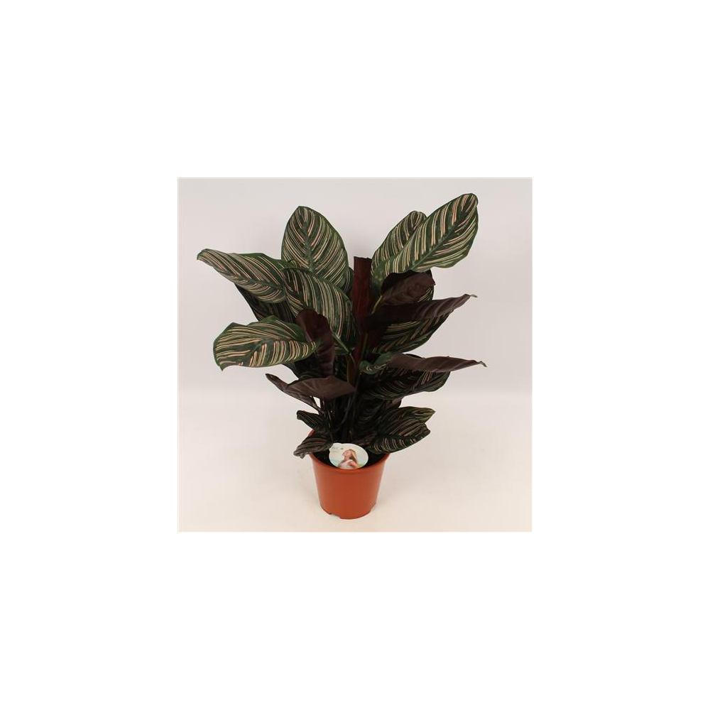 Calathea Ornata Sanderiana P19