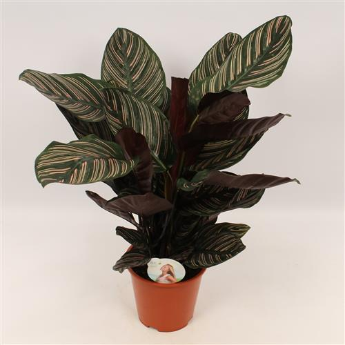 Calathea Ornata Sanderiana P19