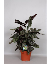 Calathea Ornata Sanderiana P24