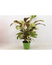 Calathea Ornata Sanderiana Yellow Fusion