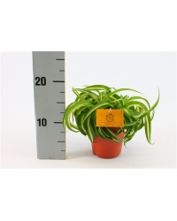 Chlorophytum Plante Araignée Comosum Océan
