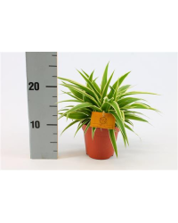 Chlorophytum Plante Araignée Laxum