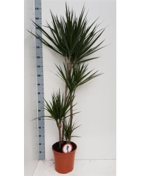 Dragonnier Marginata 4 Têtes