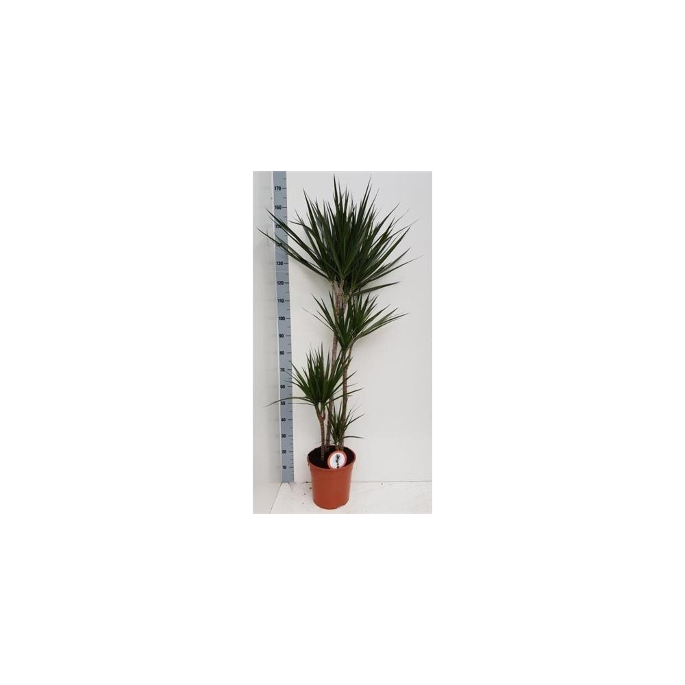 Dragonnier Marginata 4 Têtes