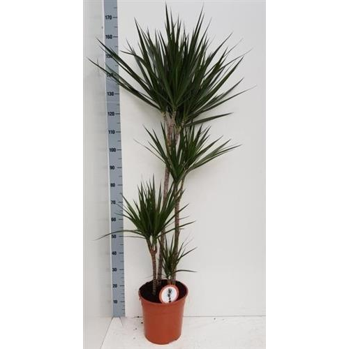 Dragonnier Marginata 4 Têtes