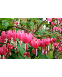 Coeur de Marie Dicentra Spectabilis