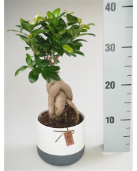 Ficus Microcarpa Ginseng P14