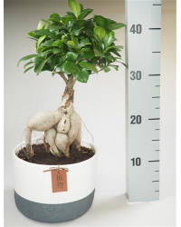 Ficus Microcarpa Ginseng P19