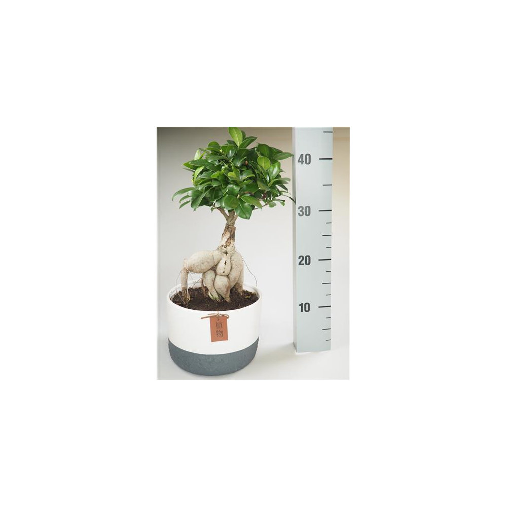 Ficus Microcarpa Ginseng P19