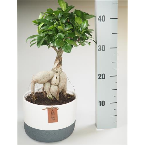 Ficus Microcarpa Ginseng P19