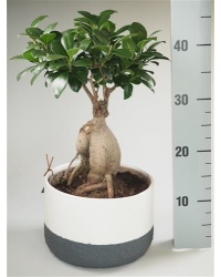 Ficus Microcarpa Ginseng P21